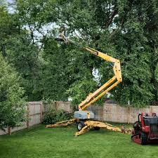 Professional Tree Care Services in St Augustine, FL