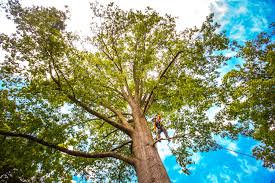 Best Leaf Removal  in St Augustine, FL