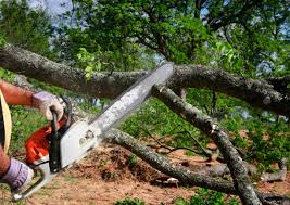 Best Tree Disease Treatment  in St Augustine, FL