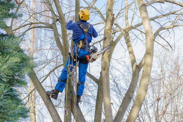 Best Emergency Tree Removal  in St Augustine, FL