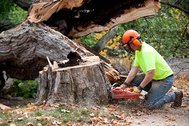 How Our Tree Care Process Works  in  St Augustine, FL