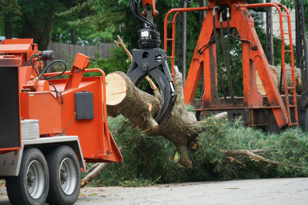 Best Arborist Consultation Services  in St Augustine, FL