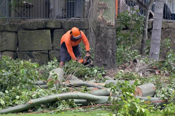 Best Storm Damage Tree Cleanup  in St Augustine, FL